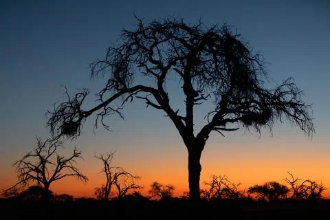 African sunset with tree in front Stock Photos