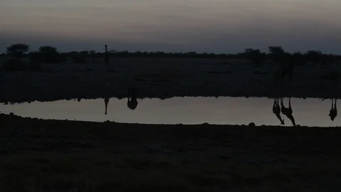 African sunset in a whaterhole Stock Footage 123767869