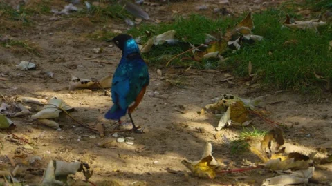 African superb starling Stock Footage 135589943