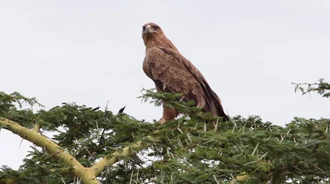 AFRICAN TAWNY EAGLE Stock Footage 41792547