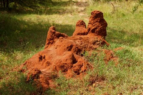 African termite hill Foto stock