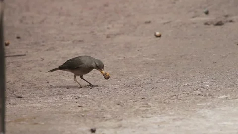 African Thrush Turdus pelios eats masquerade tree Polyalthia longifolia fruit Stock Footage 304156191