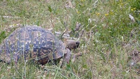 African Tortoise eating grass Stock Footage 118993677