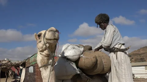 African trader loading camel in african village - Sudan desert Stock Footage 61096587
