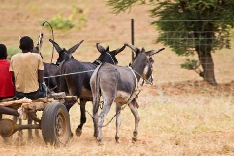 African transport Stock Photos