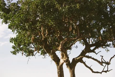 African tree close up Foto stock