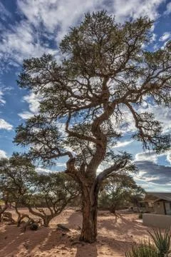 African tree in the desert of Namibia. Stock Photos