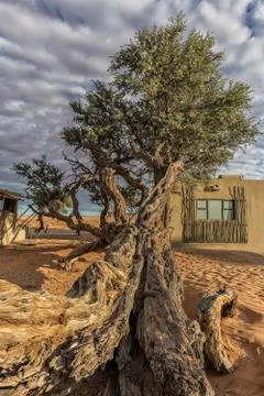 African tree in the desert of Namibia. Stock Photos