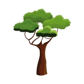 African tree foliage high ecosystem over white background Stock Illustration
