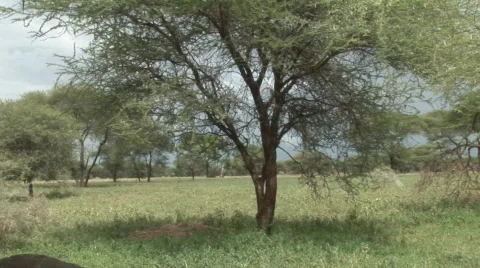 African tree Stock Footage 682595