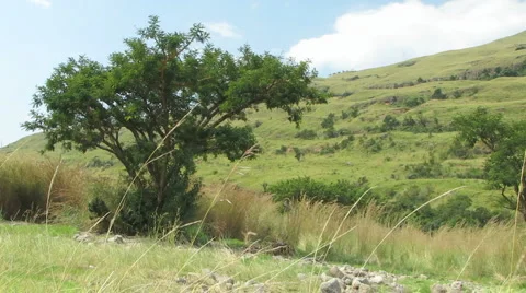 African Tree Stock-Footage 1086378