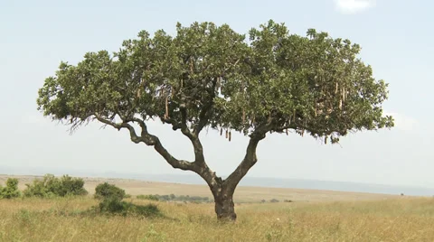African Tree Masai Mara Stock Footage 33699809