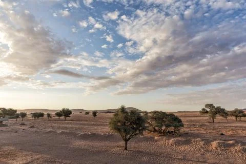 African tree in Namibia desert with mountains in background. With sunset beau Stock Photos