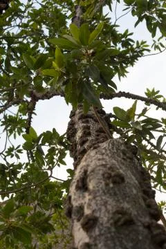 AFRICAN TREE 库存照片