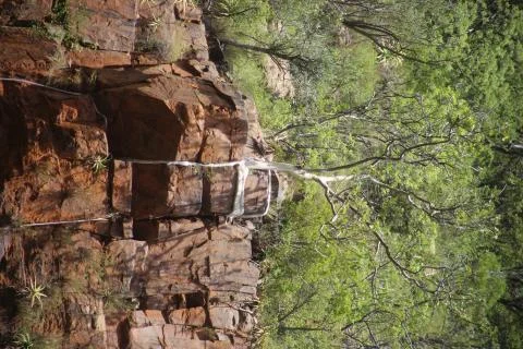 African tree roots cliff 库存照片