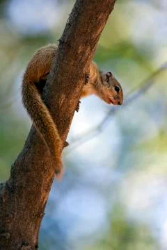 African Tree Squirrel - Okavango Delta - Botswana Stock Photos