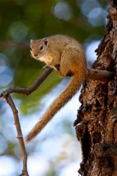 African Tree Squirrel Stock Photos