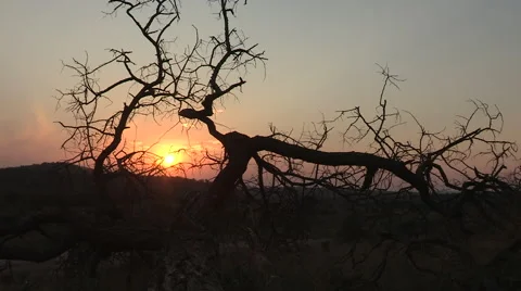 African Tree Sunset Stock Footage 54585123