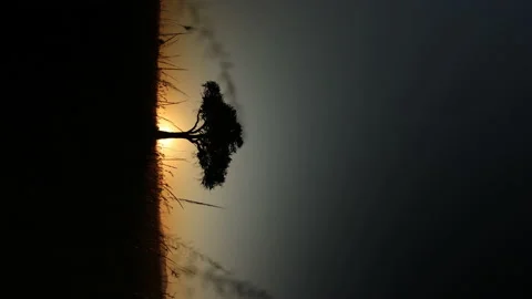 African Tree at Sunset Vídeos de archivo 234678603