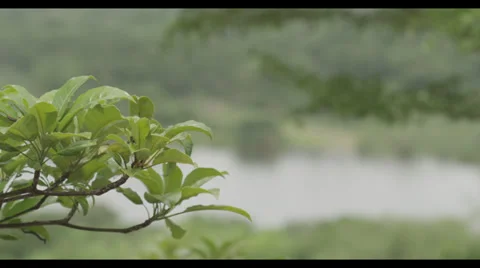 African Trees Stock Footage 32167883