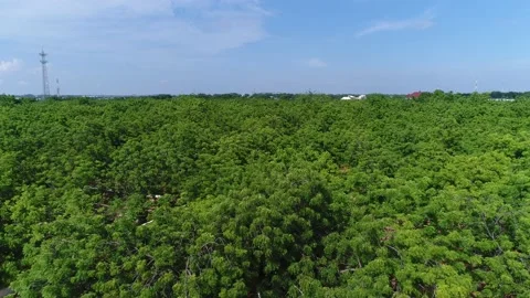 African Trees Stock Footage 167615047