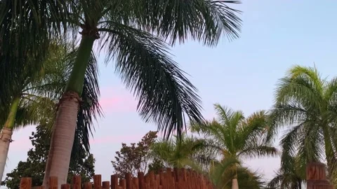 African Tropical Palms Tilt Up Twilight Stock Footage