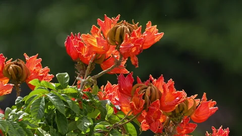 AFRICAN TULIP TREE Close up Stock Footage 247736230