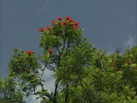 African Tulip Tree Video stock 22243692