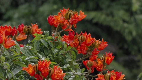AFRICAN TULIP TREE Stock Footage 247736176