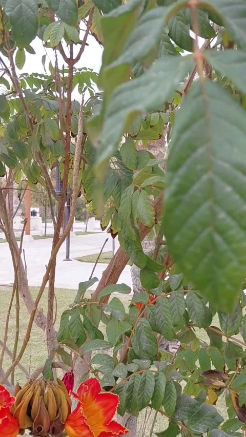 African Tulip Tree Stock Footage 335948496
