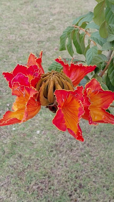African Tulip Tree Stock Footage 335948499