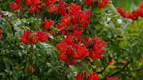 AFRICAN TULIP TREE Medium Shot Stock Footage 247736152