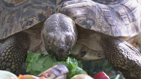 African Turtle Video stock 110989957