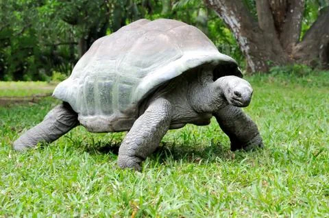 African turtle in grass 写真素材