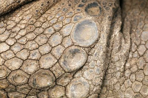 African turtle skin Stock Photos