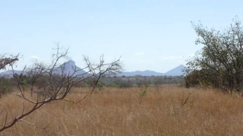 African Veld Video stock 168249465