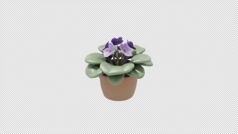 African violet - Loop Alpha HD ProRes Stock Footage 328354697