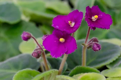 African violet Stock Photos