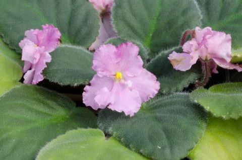 African violet Stock Photos