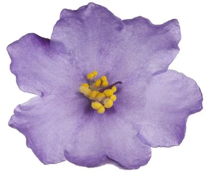 African violet Stock Photos