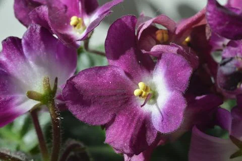 African Violet. Stock Photos
