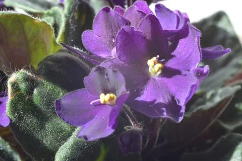 African Violet. Stock Photos