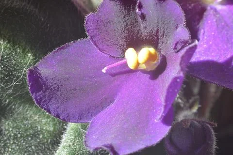 African Violet. Stock Photos