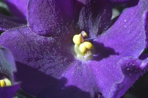 African Violet. Stock Photos