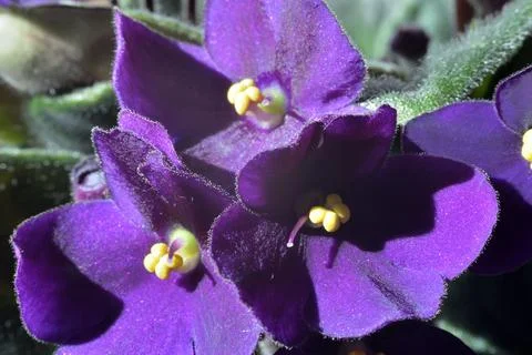 African Violet. Stock Photos