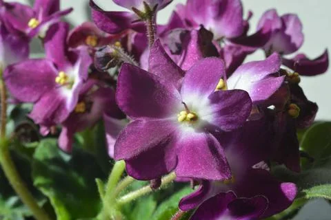 African Violet. Stock Photos