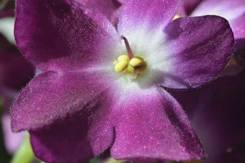 African Violet. Stock Photos