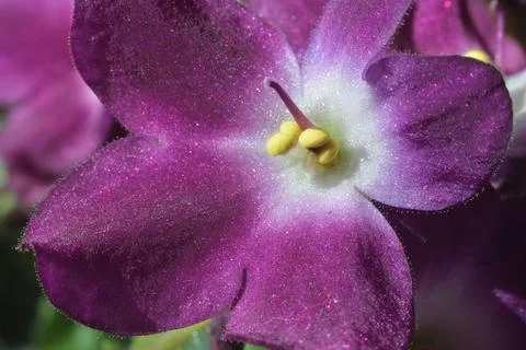 African Violet. Stock Photos