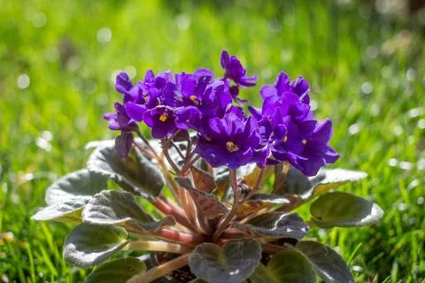 African violet in a pot. Blurred grass in the background. Photos