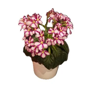 African violet Roller Rink with white petals edged in bright pink and dense.. Stock Illustration
